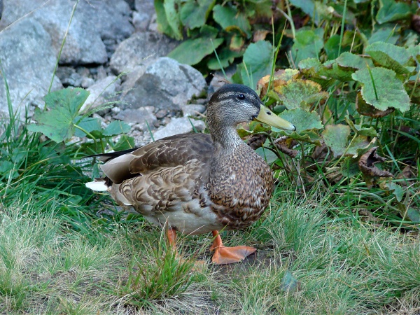 Brzydkie kaczątko