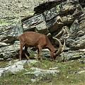 Capra ibex